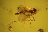 Fossil Cicada (Auchenorrhyncha) Larva In Baltic Amber #59415-2